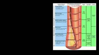 Pathophysiology of Cerebrovascular Accidents