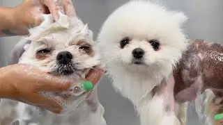 This Dog Almost Made The Cameraman Quit😅 | Cute Pomeranian Dog