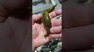 Pregnant  Seahorse Caught and Released on the Shrimp Boat