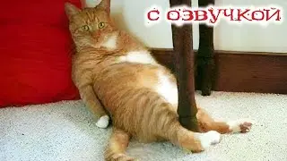 Приколы с котами! Смешные коты! С ОЗВУЧКОЙ! СМЕШНЫЕ ЖИВОТНЫЕ 2024! До слёз!