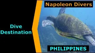 Diving Philippines, Napoleon Divers, Destination Spotlight for Scuba.Digital The #1 Online Dive Show