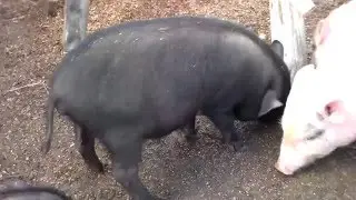 Половое созревание у свиней вьетнамской породы.