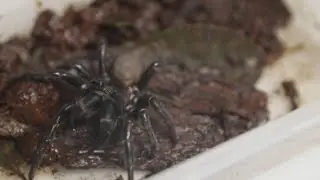 Giant funnel-web spider discovered