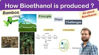 What is bioethanol fuel (Bamboo)? How it is produced? Principle, steps and Benefits. Challenges.