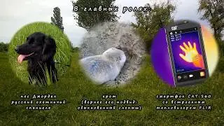 Как мы крота искали...