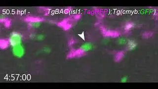 Origin of endothelial cells constituting vascular niche for hematopoietic stem and progenitor cells