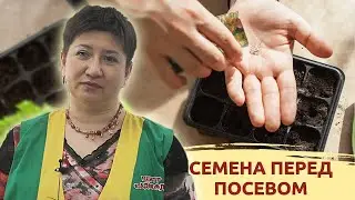 ПРОВЕРЯЕМ СЕМЕНА И ГОТОВИМ ИХ К ПОСЕВУ: ЧТО НУЖНО ЗНАТЬ?