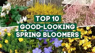 Top 10 Stunning Plants for Spring Blooms! 🌸🌿💚 // PlantDo Home & Garden