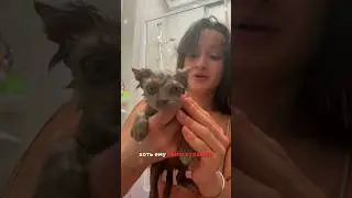 MARI M показала как мыть котика 