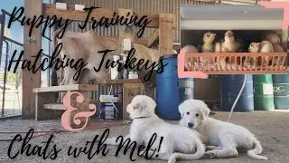 Puppy Training 🐶 Baby Turkeys 🦃 Discussing some DARK DAYS! 😰