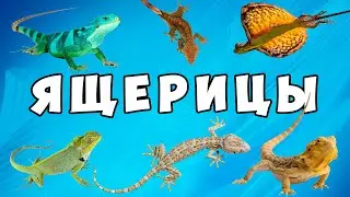 Удивительные ящерицы – развивающий мультик для детей | Карточки Домана про животных от Комарика