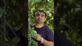 HARVESTING PLUMS