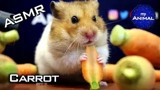 ASMR Hamster Eating Carrot 🐹1 | Animal ASMR
