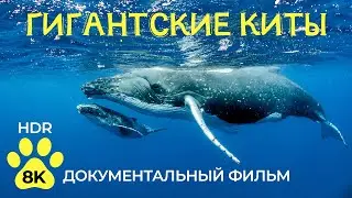 Киты - Самые крупные млекопитающие планеты - Документальный фильм о животных в 8K HDR