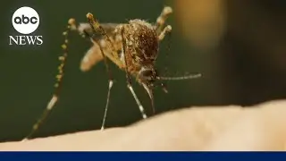 First US malaria cases diagnosed in decades in Florida and Texas