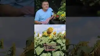 ПОЧЕМУ ГЕРБИЦИДЫ НЕ ПОМОГАЮТ от сорняков Дачный агроном