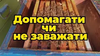 Очісний обліт бджіл в лютому. Надати допомогу, чи не заважати