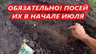 ЧТО ПОСЕЯТЬ В НАЧАЛЕ ИЮЛЯ и НАЧАТЬ СОБИРАТЬ УРОЖАЙ с АВГУСТА МЕСЯЦА в 2024 Году? ОБЯЗАТЕЛЬНО ПОСЕЙТЕ