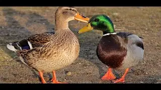 Башкирская и пекинская утка в 2 месяца