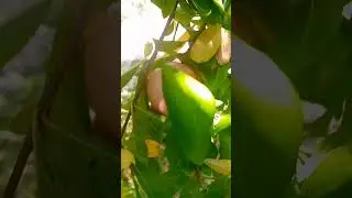 Pomegranate Season