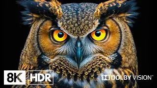 The Surpassing Beauty of Birds 8K HDR | Dolby Vision™