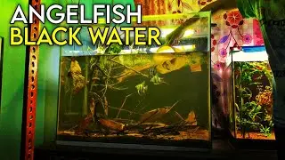 Building a STUNNING Black Water Aquarium for Angelfish