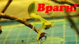 Солдатки атакуют Богомола Богдана