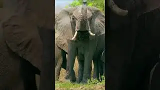 Learn about African Elephants | Andy's Aquatic Adventures | #AndysAmazingAdventures