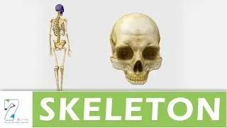 SKELETAL SYSTEM