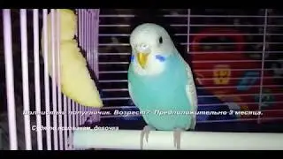 Волнистый попугайчик. Кто же это? Мальчик, девочка!? Возраст предположительно 3 месяца.