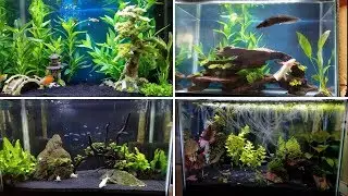 4 EASY Tank Setups for a 20-Gallon Aquarium