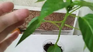 Трипс на рассаде перца.