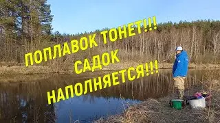 Поплавок тонет!!! Садок наполняется!!!