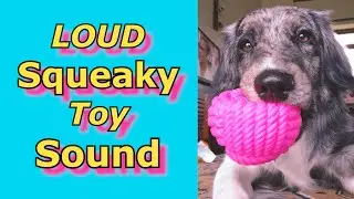 Squeaky Toy Sounds ,Sounds Dogs React To, Sounds that attract dogs  