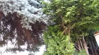 Softwood vs hardwood