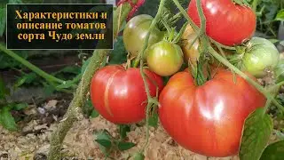 Характеристики и описание томатов сорта Чудо земли