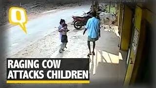 Caught on Camera: Sister Saves Little Brother From Raging Cow | The Quint