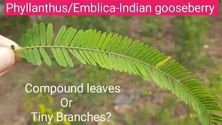 Compound leaf or a mini branch? Phyllanthus/Emblica Indian gooseberry tree