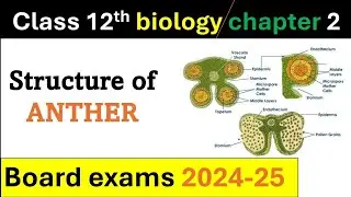 ANTHER T.S STRUCTURE EXPLAINED IN HINDI || परागकोष के अनुप्रस्थ काट की संरचना समझिये