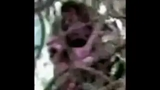 BIGFOOT RESEARCH 11 APRIL 2015  ANALYIS OF BIGFOOT FOOTAGE