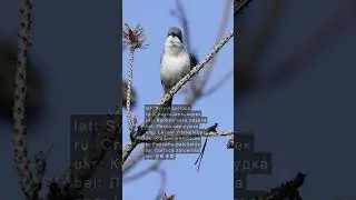 Мельничек  -  Голос ♫ #голосаптиц #shorts  #birds