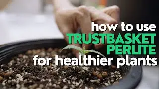 How to Use TrustBasket Perlite for Healthier Plants | Gardening Tips