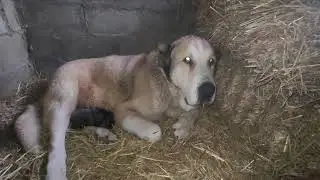 Мадонна волкодав гигант,стала мамой.