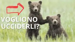 CUCCIOLI AMARENA: cosa vogliono fare i ranger? 🐻