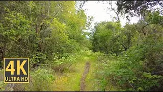 Calm Forest Vibes Nature Walk 4K (With Ambient Nature Sounds And Music)