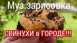 СВИНУХИ РАСТУТ В ГОРОДЕ! А МЫ ВЫШЛИ ЗА ПЕРСИКАМИ....#грибы #город #дорога