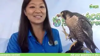 Jul 20 - Peregrine Falcon