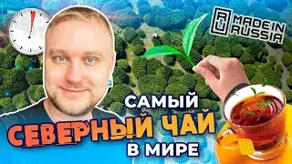 Самый СЕВЕРНЫЙ ЧАЙ В МИРЕ (из Адыгеи) || расскажу @ЗАПАРУМИНУТ