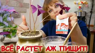 КОМНАТНЫЕ РАСТЕНИЯ будут расти, как на ДРОЖЖАХ! ДРОЖЖЕВАЯ подкормка для комнатных растений!