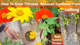 How To propagate Tithonia From Cutting/MaxicanSunflower Cutting/Tithonia Cutting| Tithonia propagate